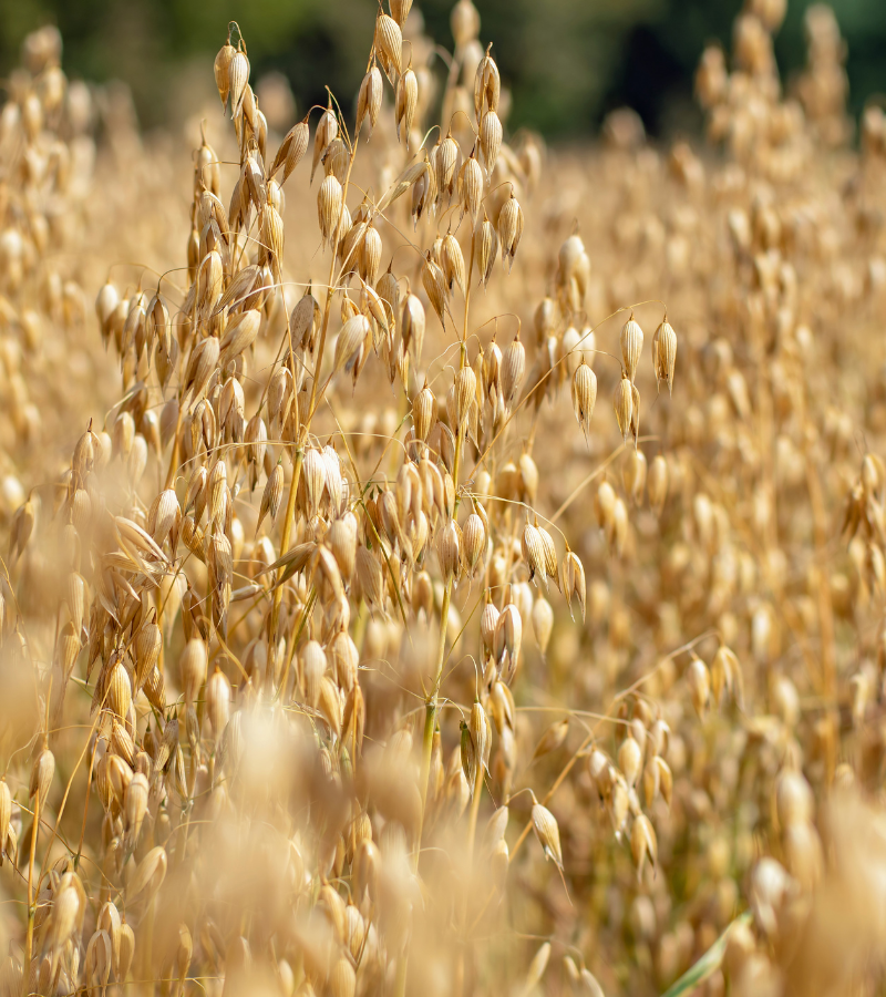 Grain Farming